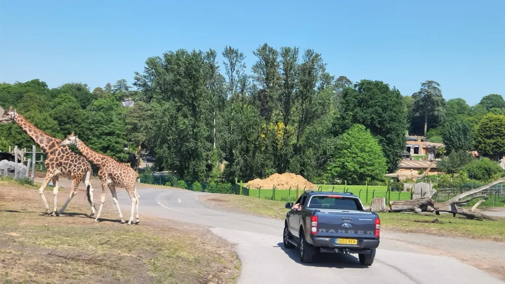 Two giraffes crossing a safari road in front of a black Ford Ranger pickup