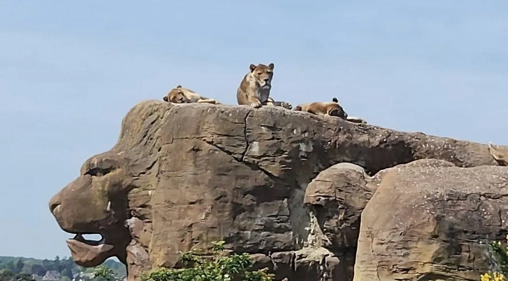 Lions lounging on a rock shaped like a lion’s head at the safari park
