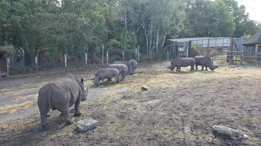 A group of rhinos feeding just metres from the training area, highlighting the importance of calm, confident vehicle control.