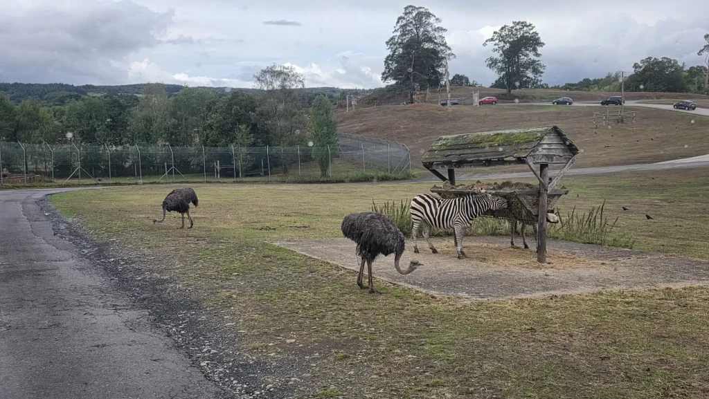 Ostriches and zebras feeding under a wooden shelter at West Midlands Safari Park