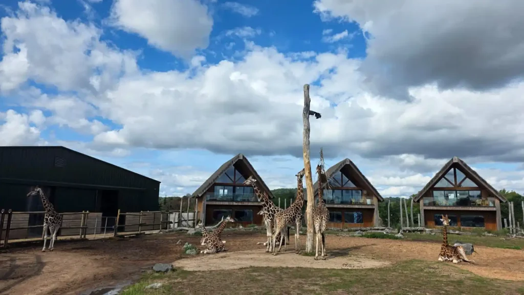 Giraffes in front of safari lodges under a blue sky at West Midlands Safari Park