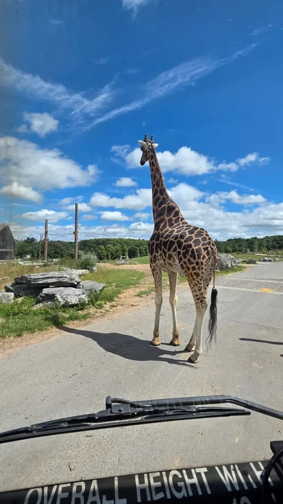 Giraffe standing close to a safari vehicle during bespoke driver familiarisation training