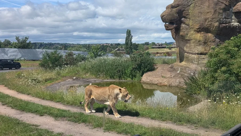 Lioness walking beside a safari route during BORDA driver training at West Midlands Safari Park