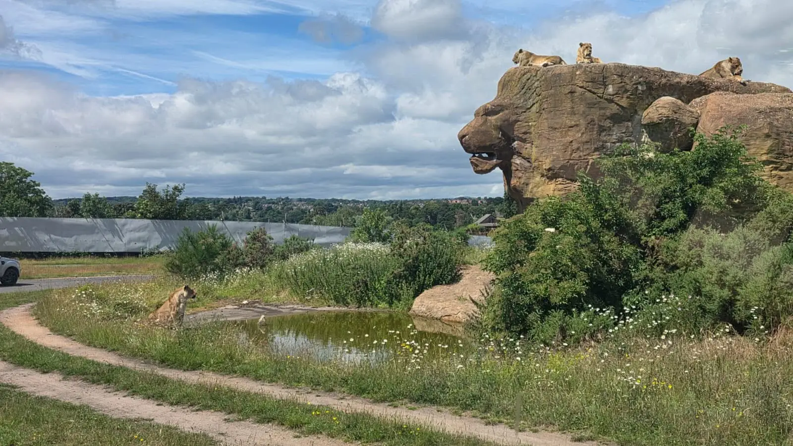 Lions resting on a rock formation beside the training route at West Midlands Safari Park