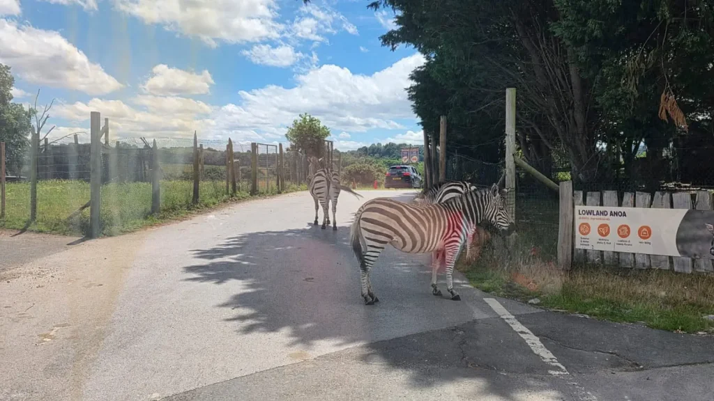 Zebras crossing an internal road during safari park vehicle familiarisation training